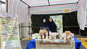 برگزاری جشنواره برنج در بخش لاله آباد شهرستان بابل