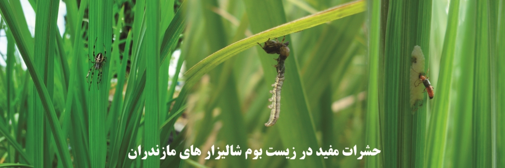 عکس حشرات مفید برای سایت.png